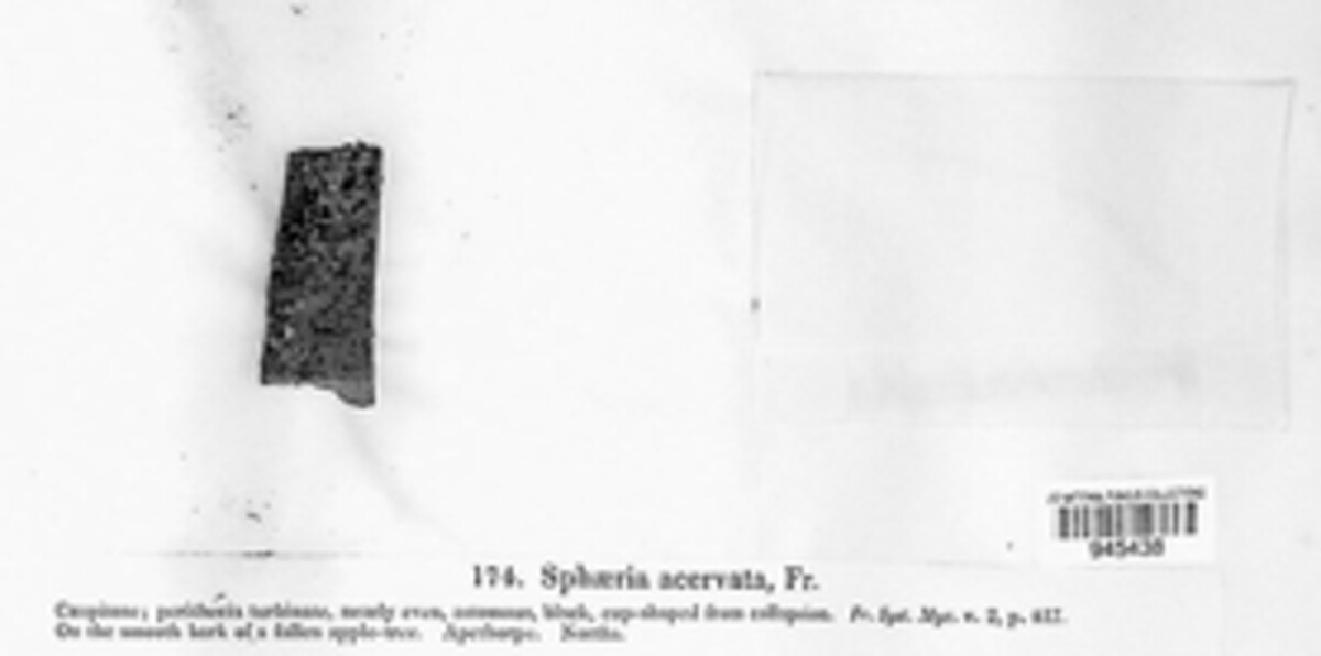 Cucurbitaria acervata image